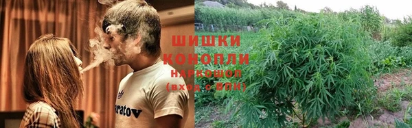 прущие грибы Надым